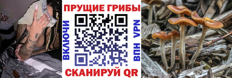 Купить  Котельнич  Псилоцибиновые грибы Psilocybe 